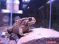 Bufo melanostictus (Duttaphrynus melanostictus) 07